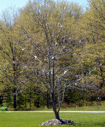 Eastern tent caterpillars at peak