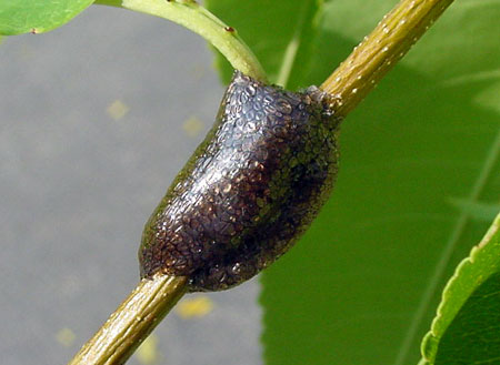 Eastern tent caterpillar egg mass