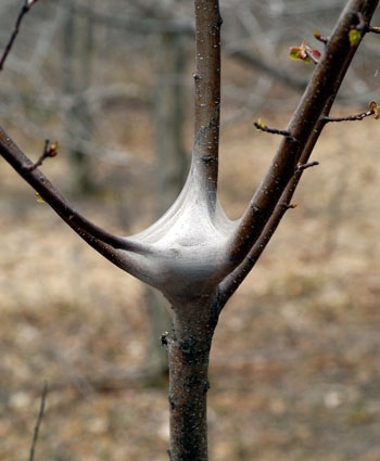 Eastern tent caterpillar tent