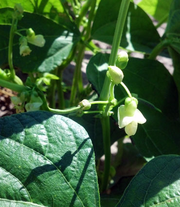 First pods on dry beans