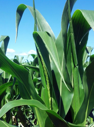 Tassels beginning to emerge on corn