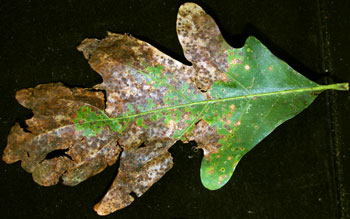Jumping oak gall leaf damage