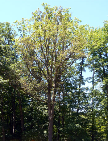 Jumping oak gall