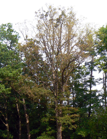 Jumping oak gall