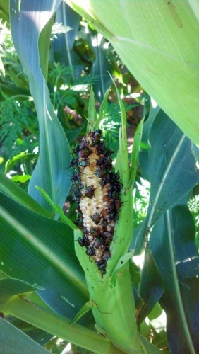 Japanese beetles on corn