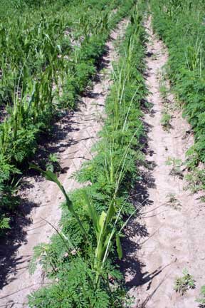 Armyworm riddled field