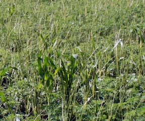 Armyworm feeding injury Armyworm feeding injury
