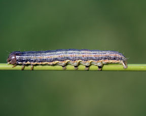 Armyworm closeup Armyworm closeup