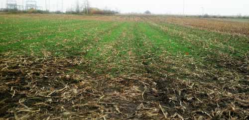 Cereal rye