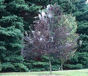 Tree covered in tents