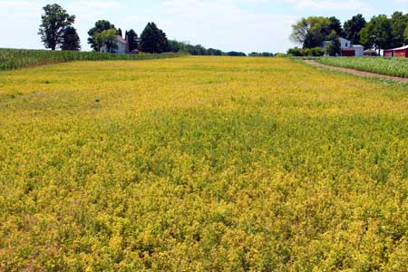 Stunted and yellow alfalfa field