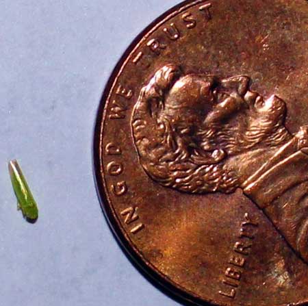 Potato leafhopper adult