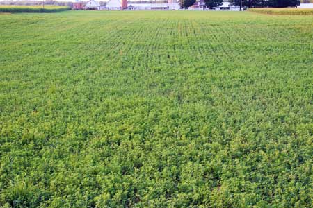 Alfalfa field