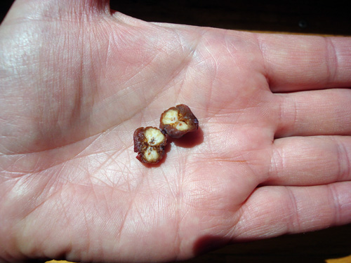 Fruit cut to determing if browning was caused by mummy berry