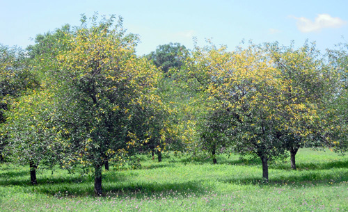 Cherry leaf spot on trees