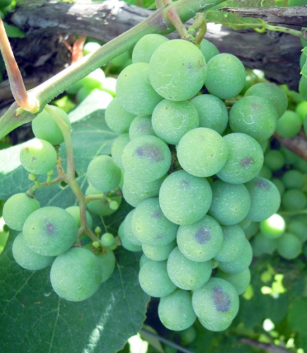Grape berry moth damage Grape berry moth damage