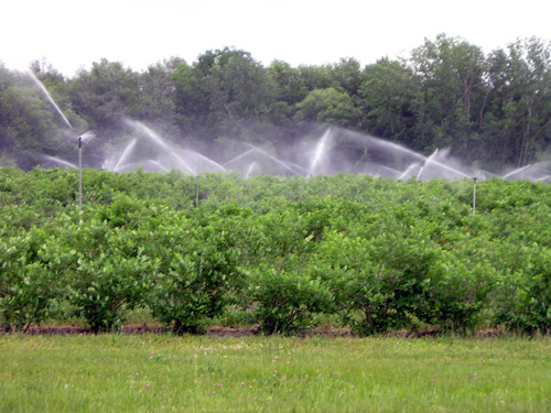 Overhear sprinkler irrigation