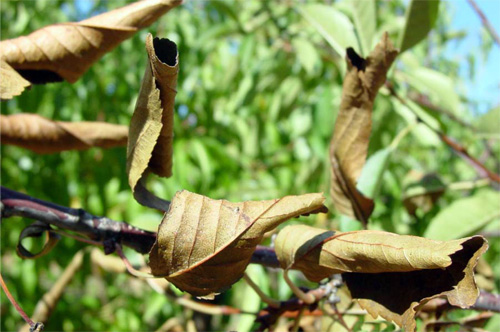 Leaf "firing" in tart cherries