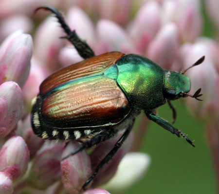 Japanese beetle