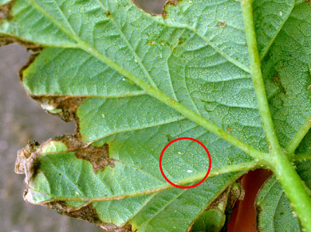 Potato leafhopper stages