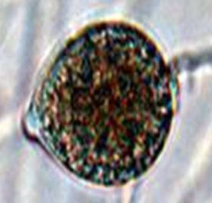 Phytophthora Phytophthora