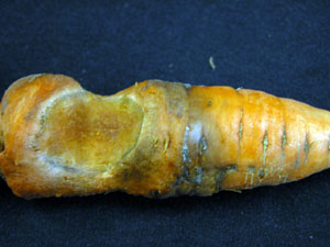 Phytophthora Phytophthora