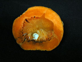 Sour rot Sour rot
