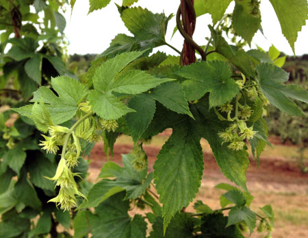 Hop cane development