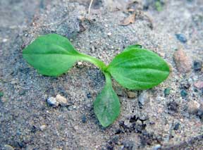 Broadleaf seedling