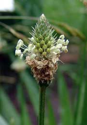 buckhorn flower