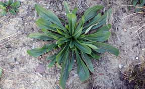 buckhorn rosette