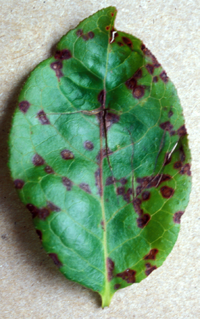 spots on leaves