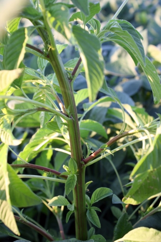 palmer amaranth palmer amaranth