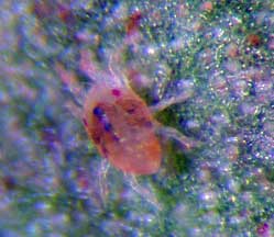 Close up spider mite