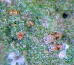 Spider mites with egg