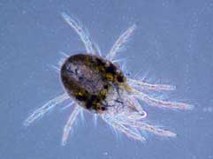 Female spider mite