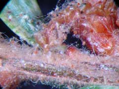 Spider mite egg skins