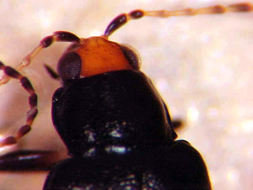 Adult red headed flea beetle