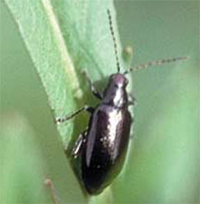 Adult red headed flea beetle