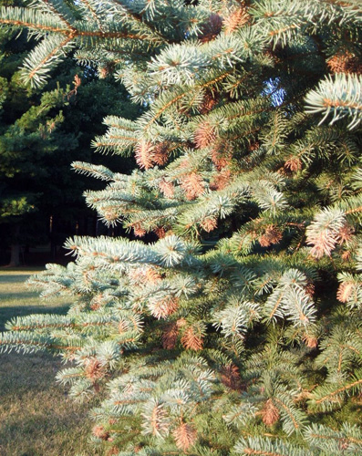Cooley spruce adelgid on a blue spruce