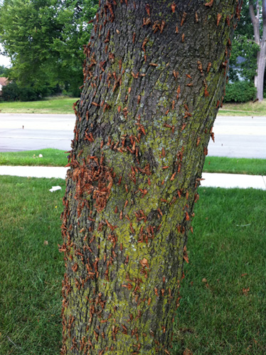 Bagworms on tree