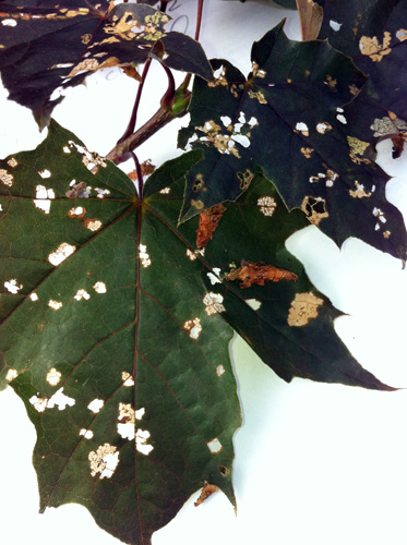 Larvae on leaf