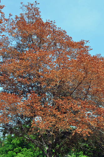 Norway maple defoliated by bagworms