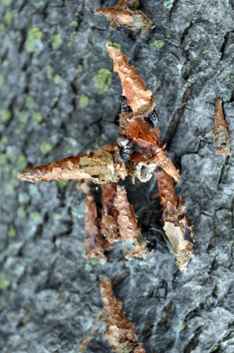 Bagworms sticking out of bags