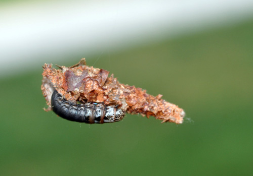 Bagworm nearly out of protective bag