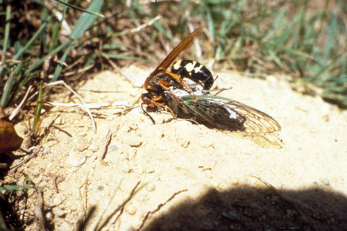 Female cicada killer with prey