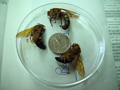Cicada killers sent into lab