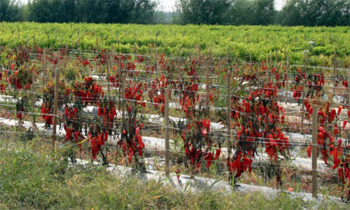 banana pepper field