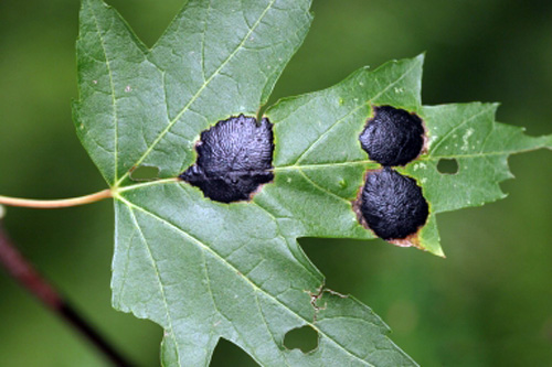 Hoja de arce plateado con mancha de alquitrán