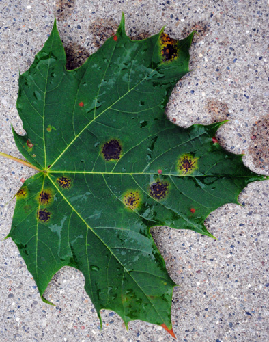 Japanese Maple Tree Diseases Pictures - corruptheroine